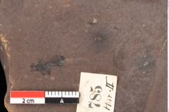 Foto (Detailsansicht) von Quercus palaeoilex Ettingshausen (NHMW-GEO-2024-0188-0785)